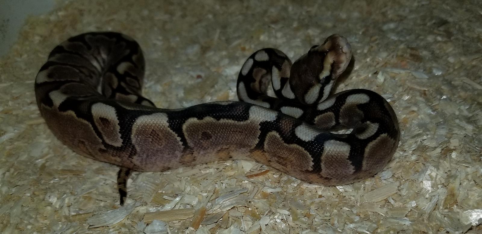 Snake 1