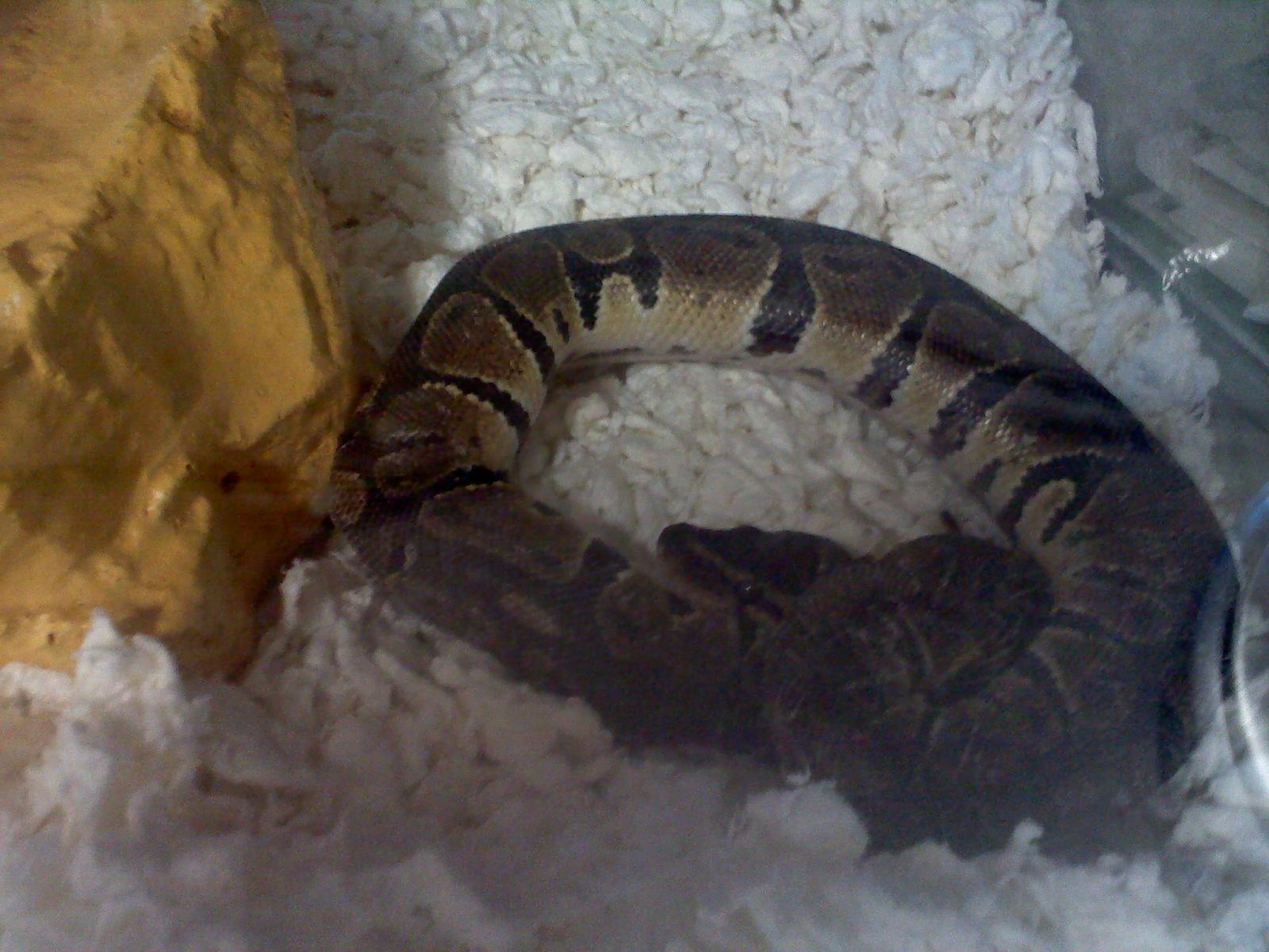 My first Ball Python