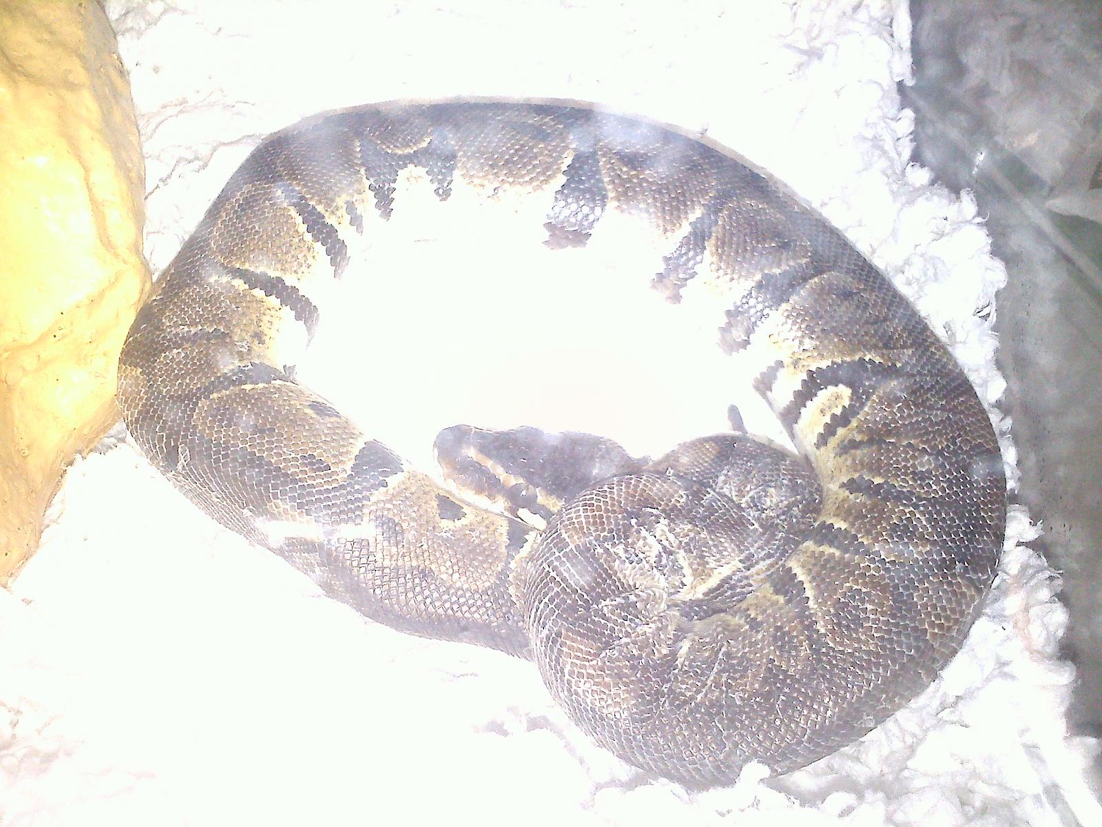 My first Ball Python