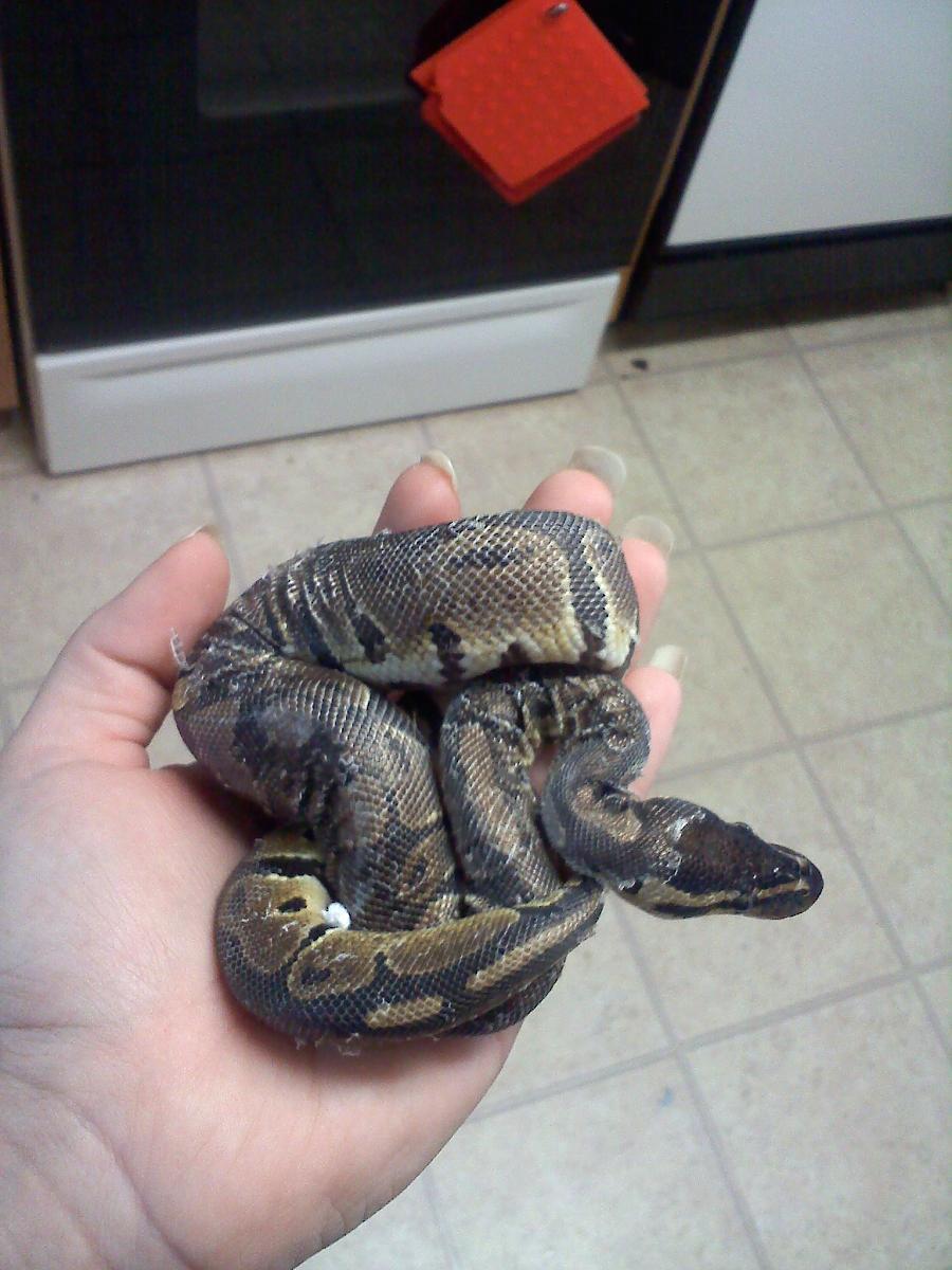 My first Ball Python