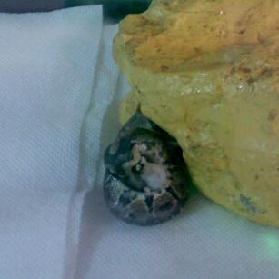 My first Ball Python