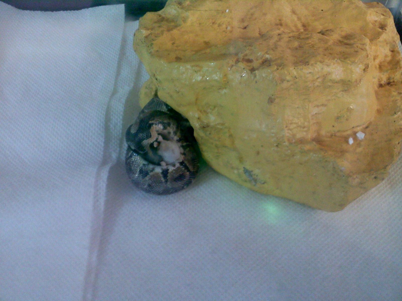 My first Ball Python