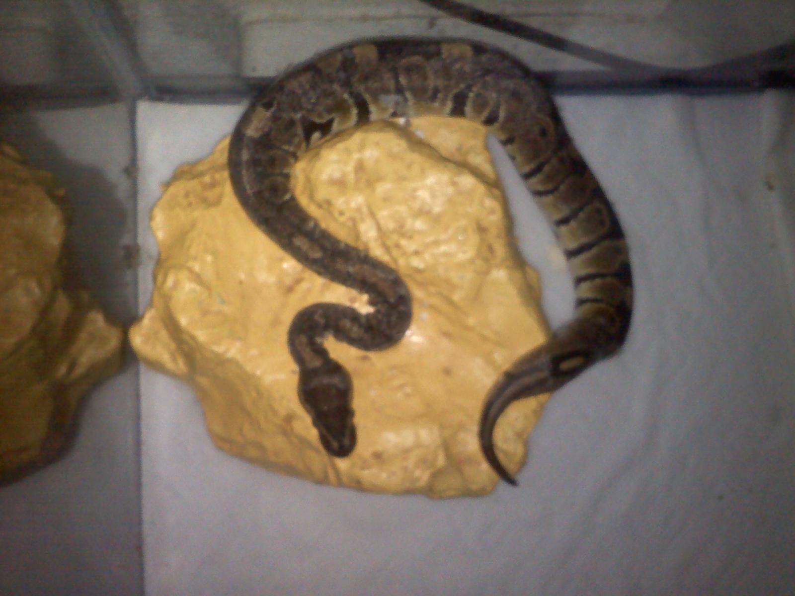 Salazar