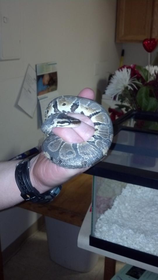 My first Ball Python