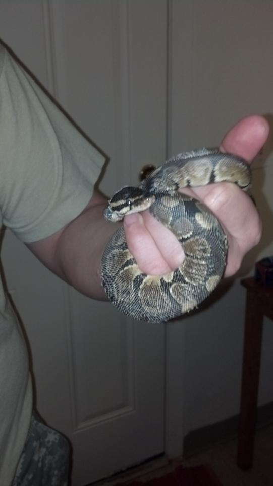 My first Ball Python