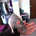 More pics of rat momma