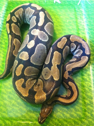 Ovulating Normal female