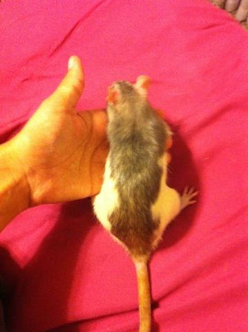 More pics of rat momma