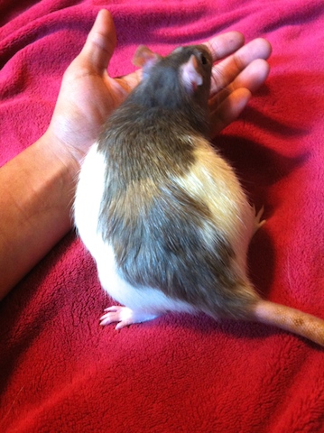 Update of Rat Mama