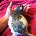 Update of Rat Mama
