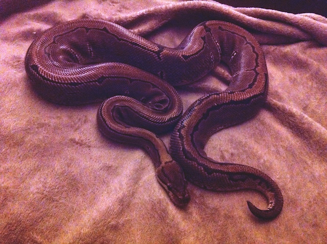 Lucy