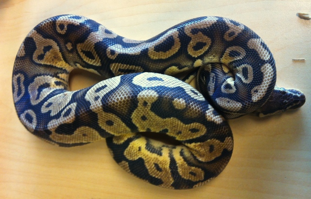 Leopard Pastel Het Pied Male