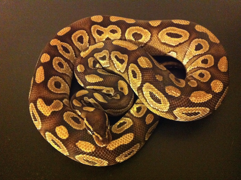 Captain - fresh shed