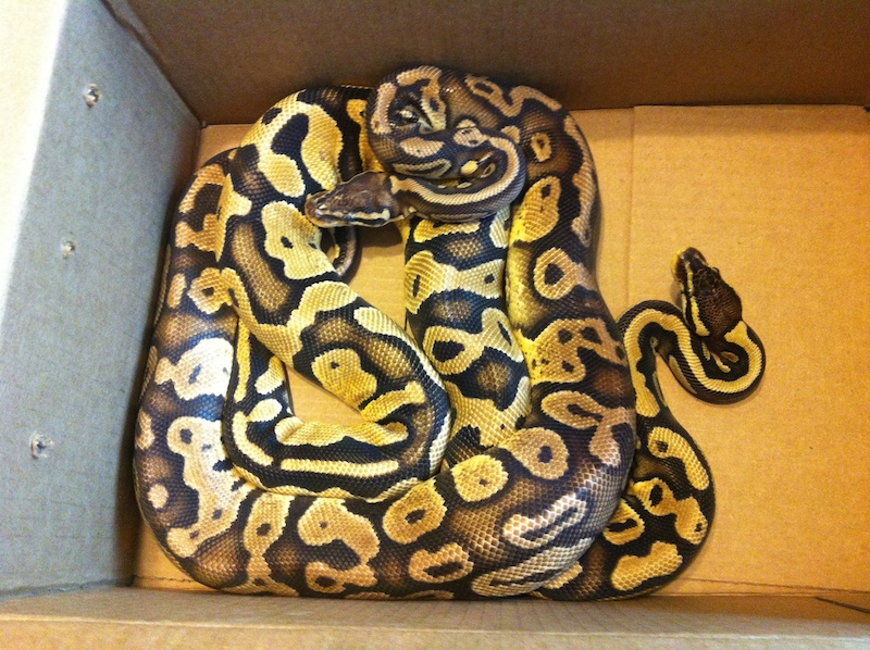 Pastel Het Pied Pair