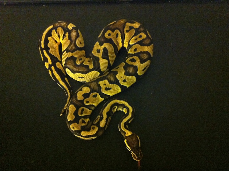 Pastel Het Pied Pair