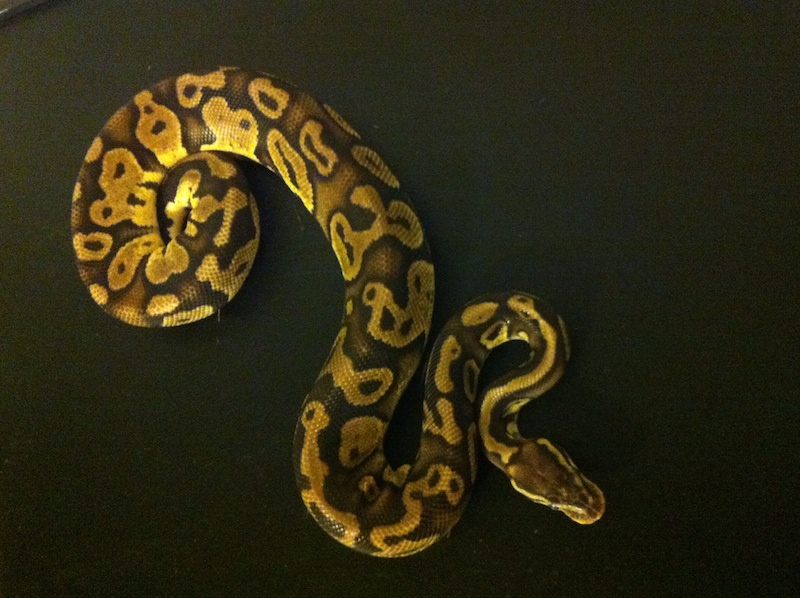 Pastel Het Pied Pair