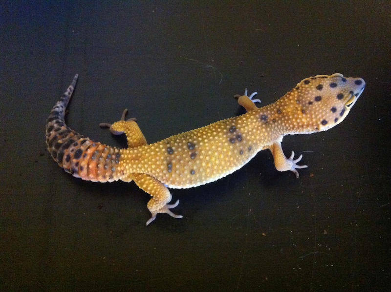 Gator the leopard gecko