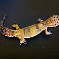 Gator the leopard gecko