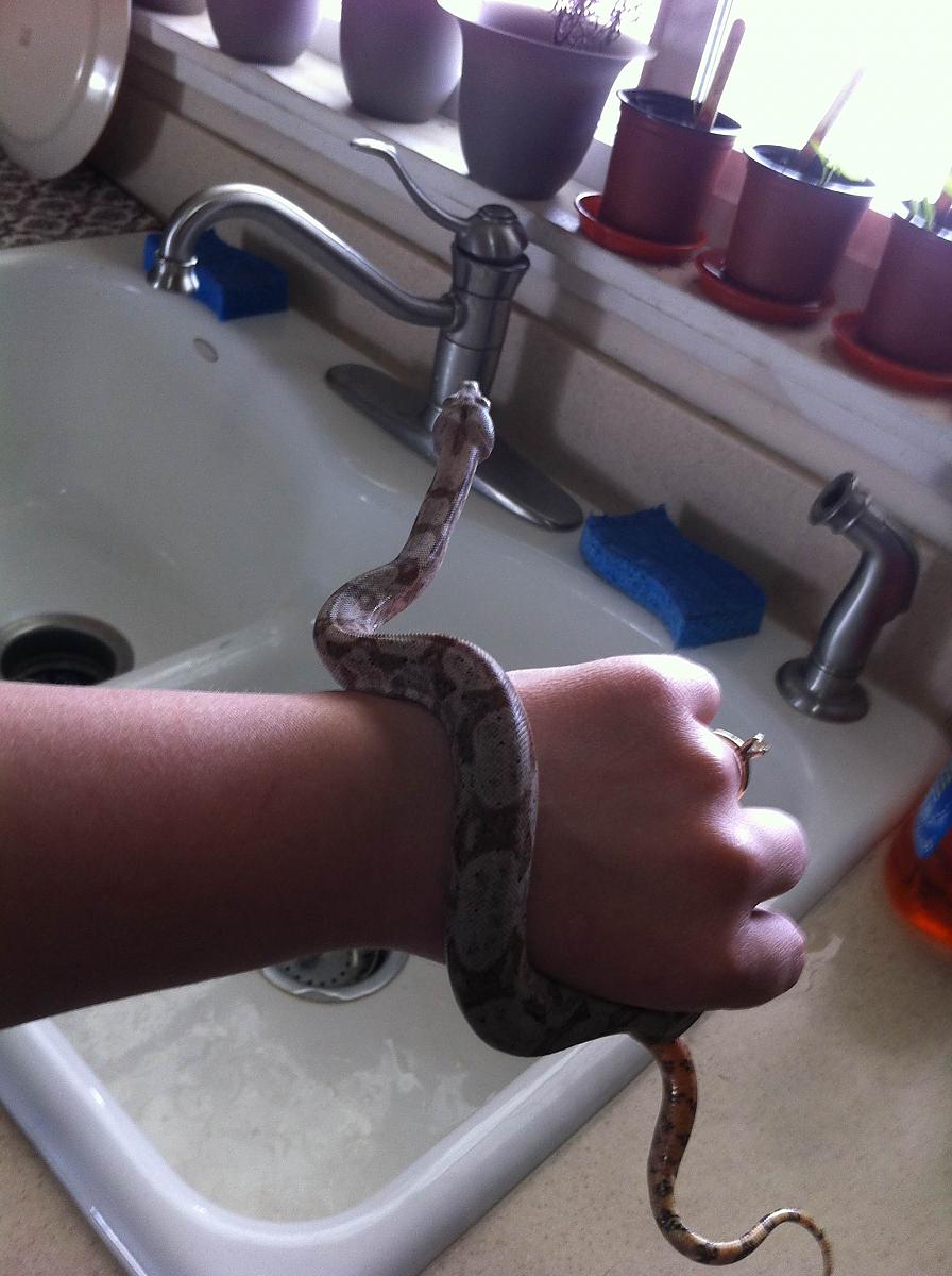 Hog Island Boa