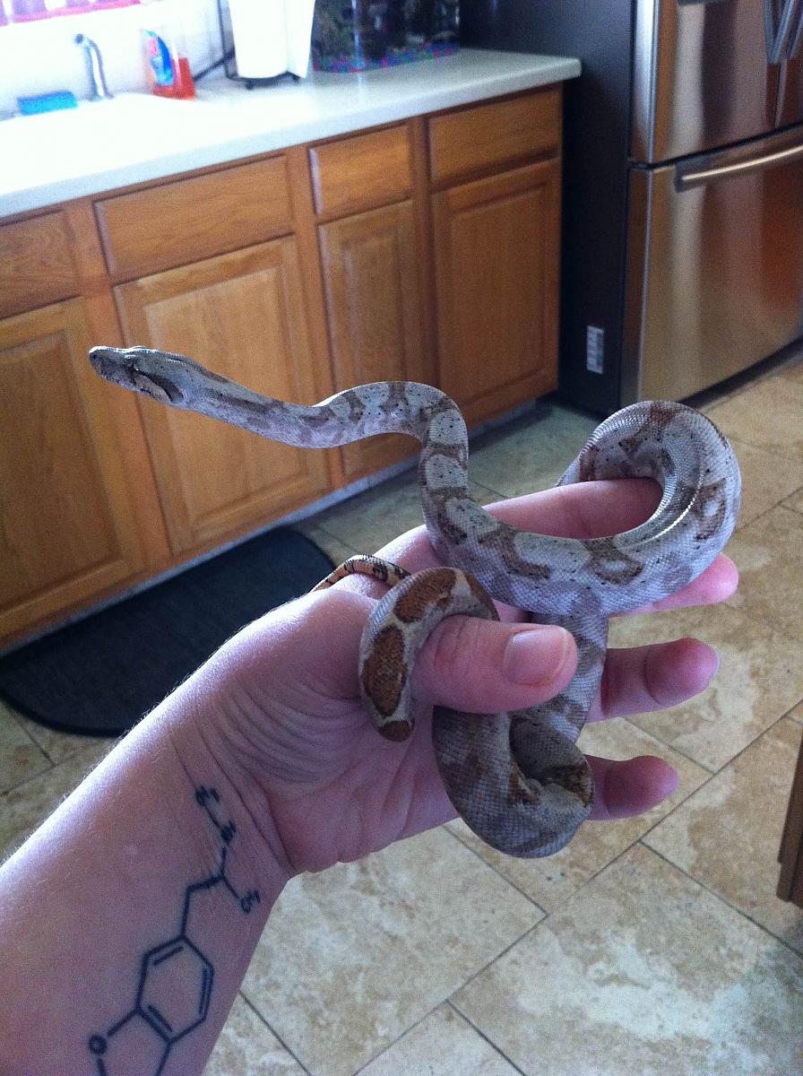 Hog Island Boa