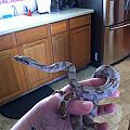 Hog Island Boa