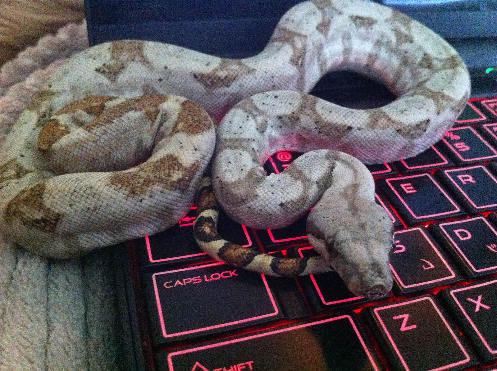 Hog Island Boa