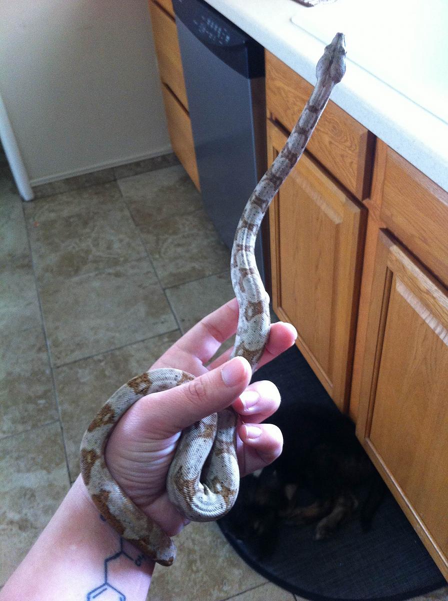 Hog Island Boa