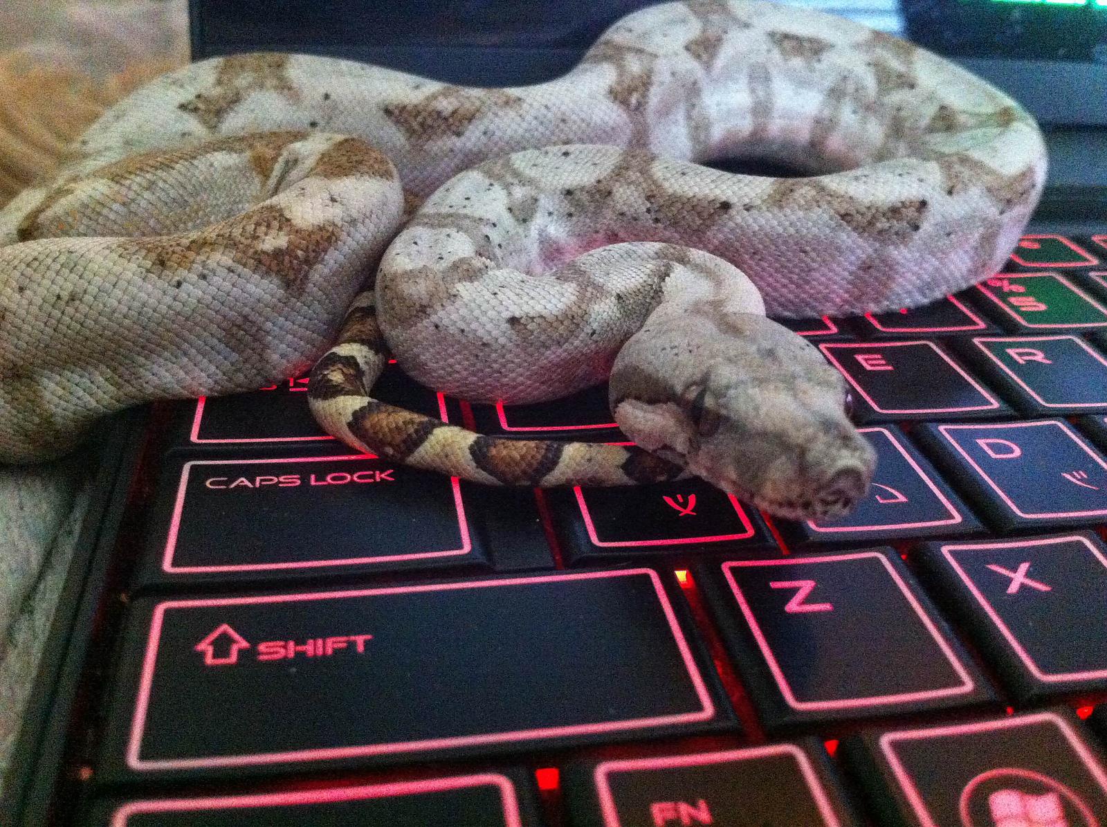 Hog Island Boa