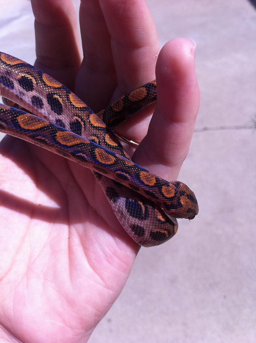 freshly shed BRB