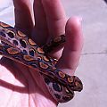 freshly shed BRB