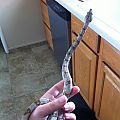 Hog Island Boa