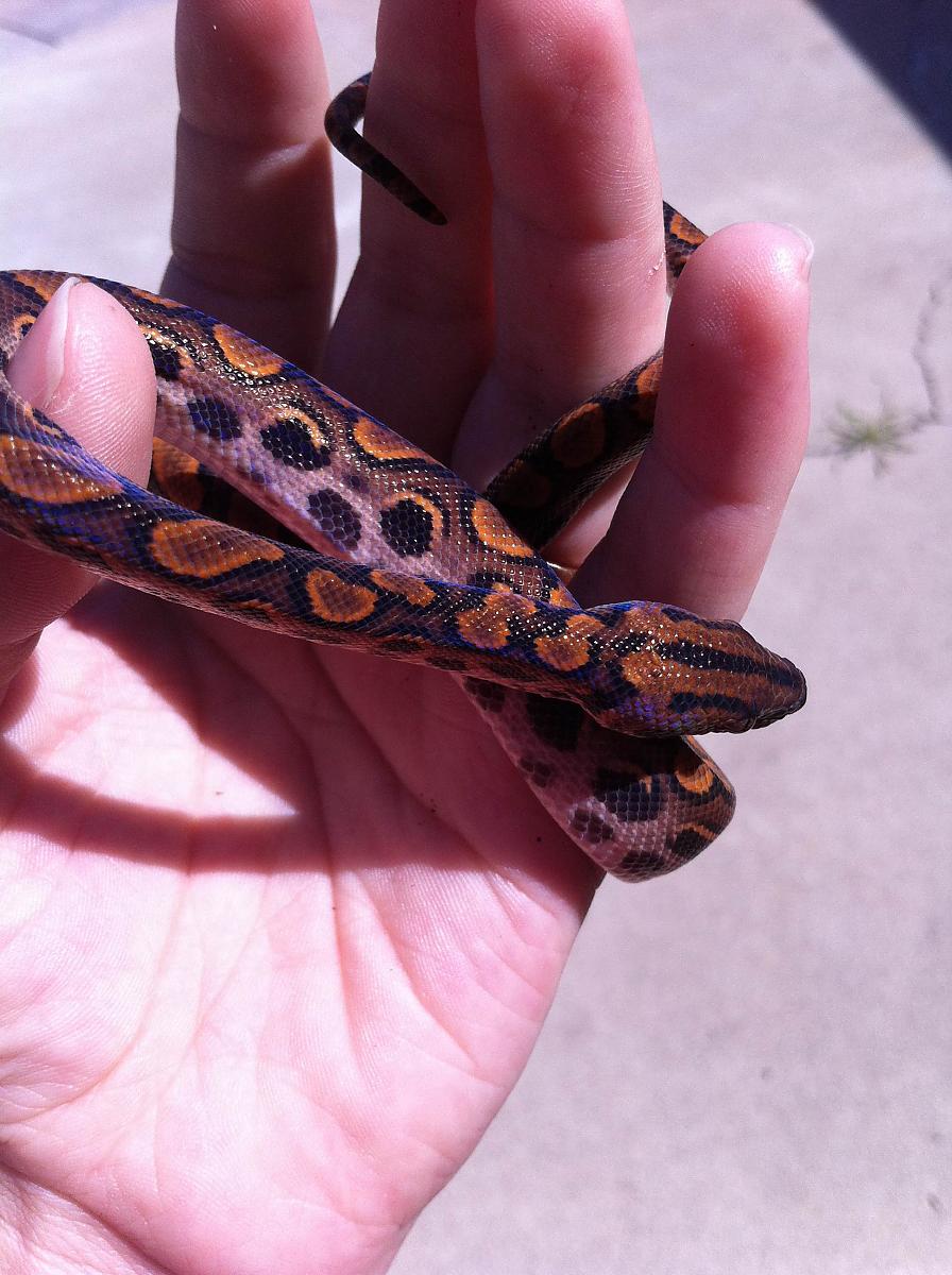 freshly shed BRB