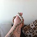 Hog Island Boa