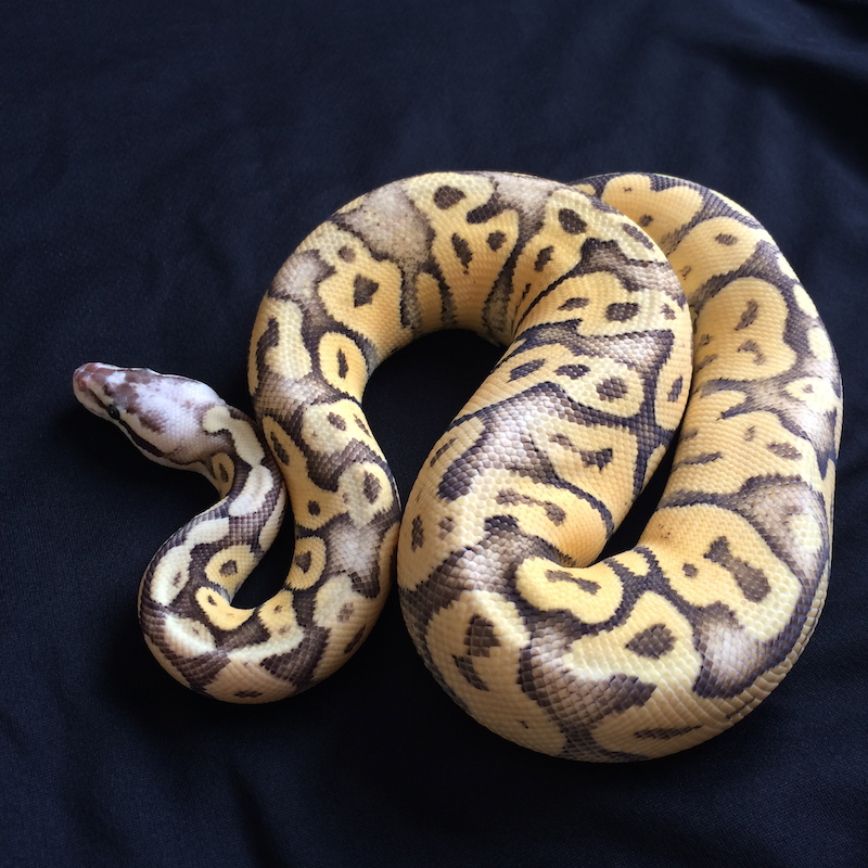 Male Superfly