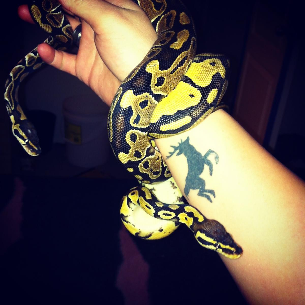 Artemis (normal) Testiklese (pastel)