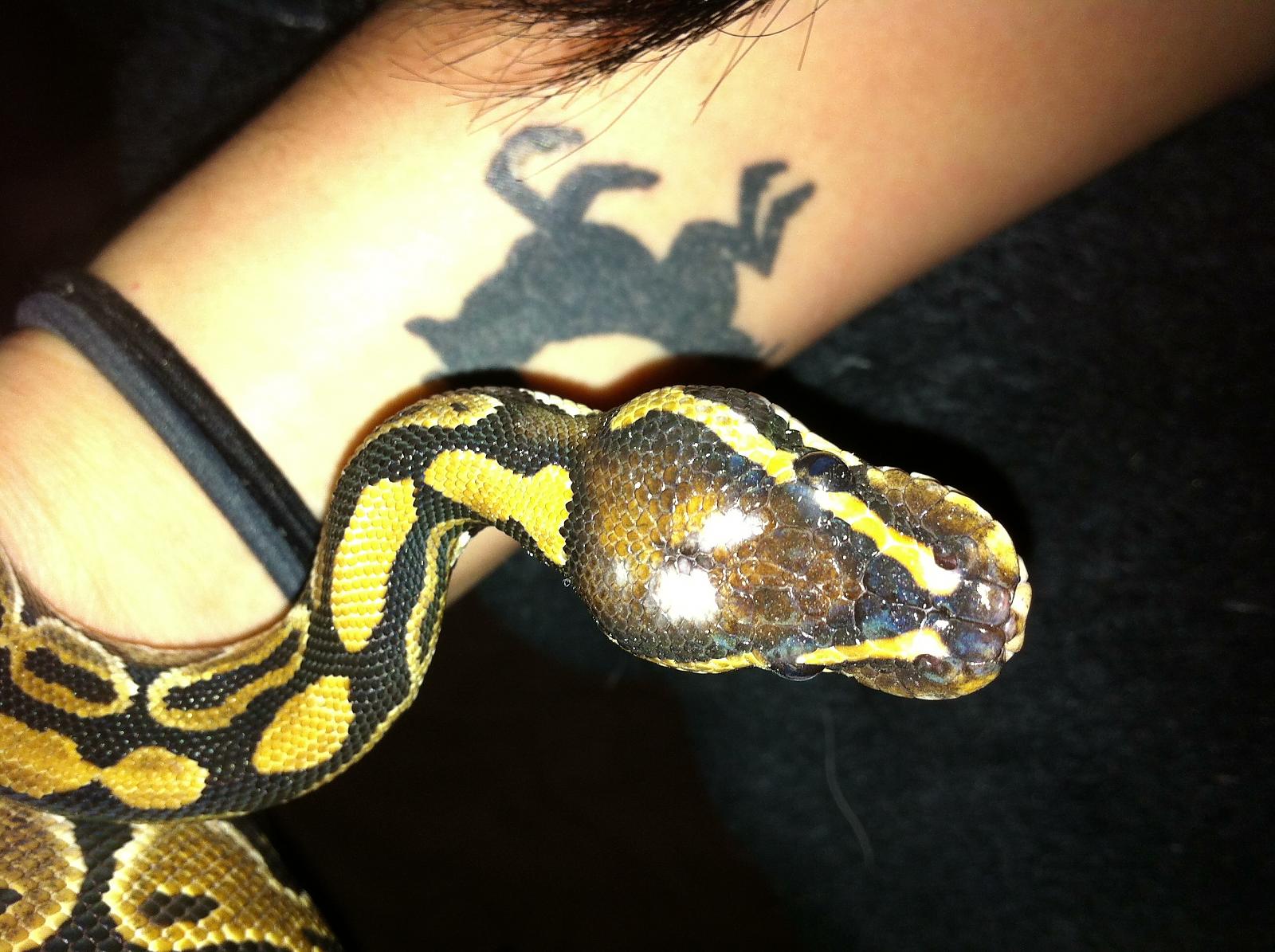 Scales faded to white after shed