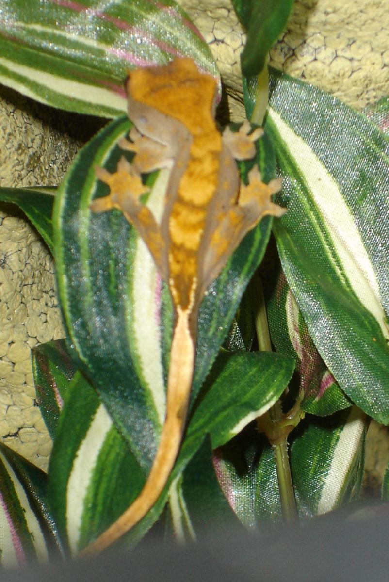 rhaccloseup