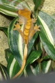 rhaccloseup