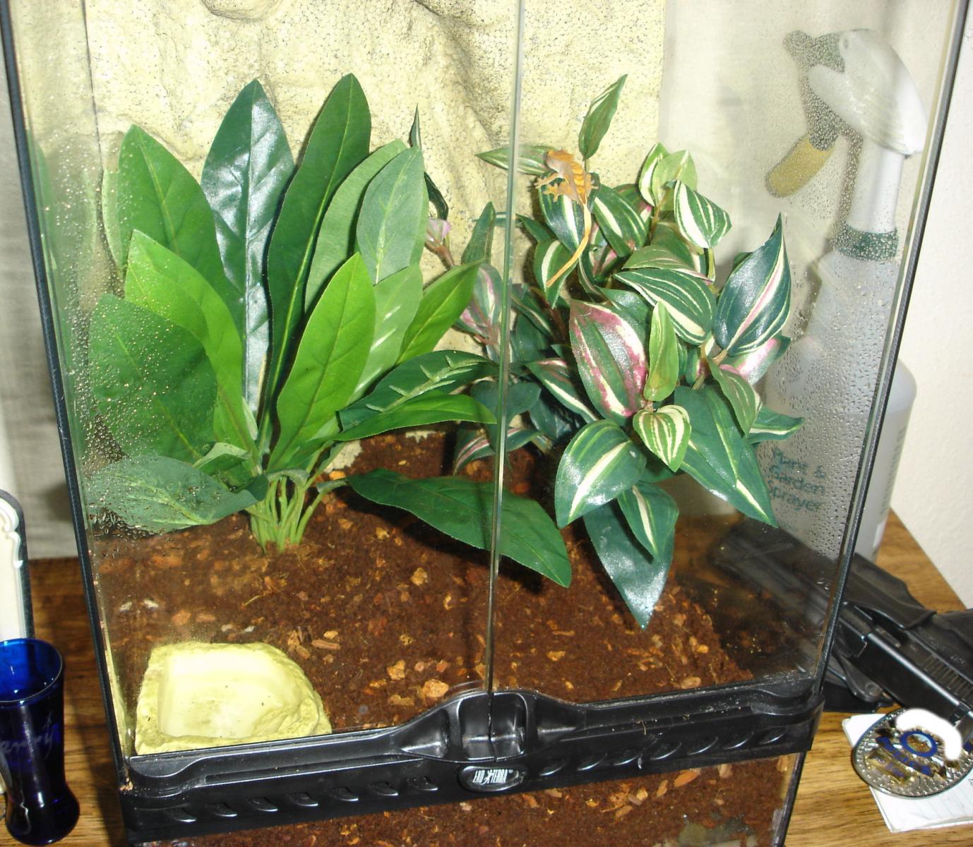 setuptop