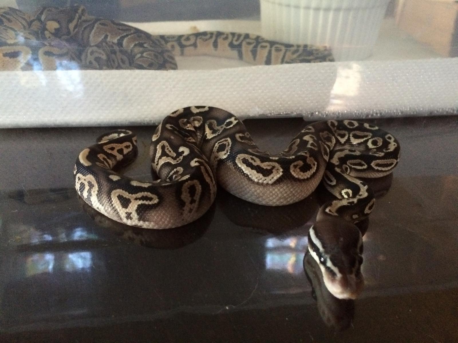 black pastel