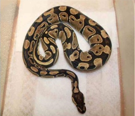 sire to 2014 clutch