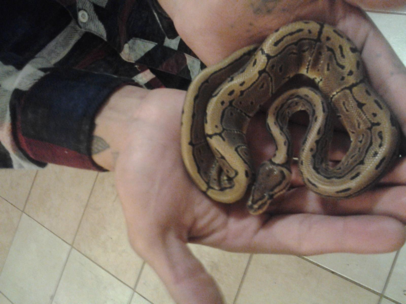 does anybody know what kind of ball python this is?