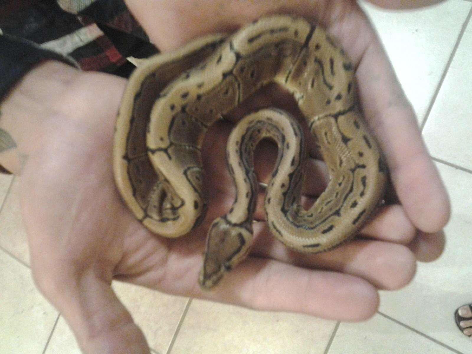 does anybody know what kind of ball python this is?