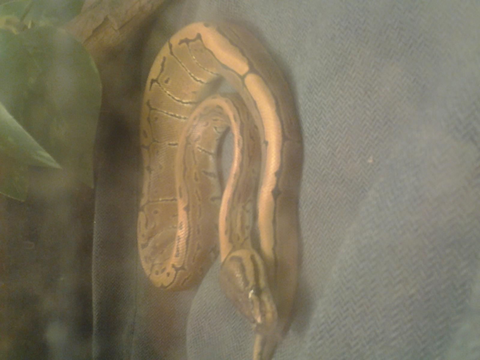does anybody know what kind of ball python this is?