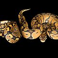 Superiorreptiles