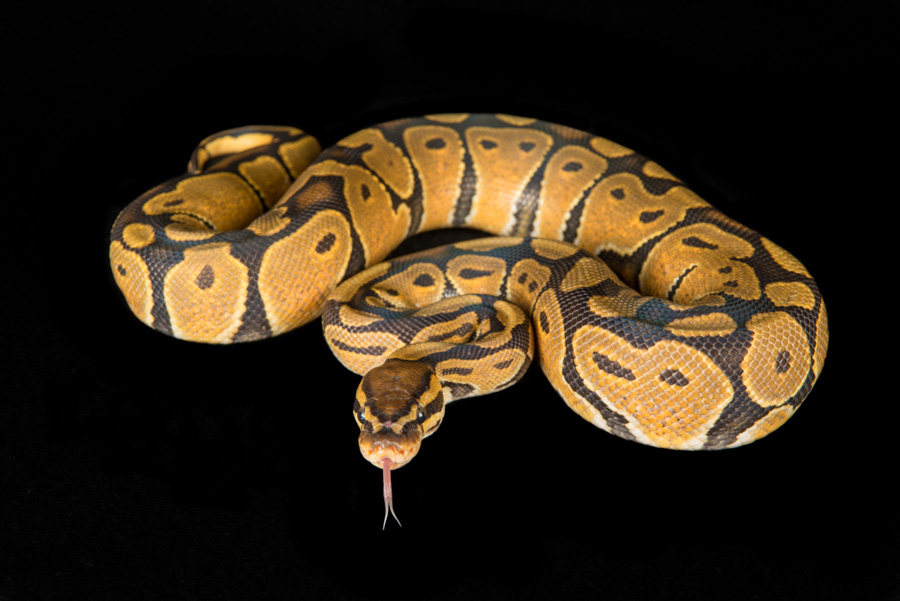 Superiorreptiles