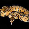 Superiorreptiles