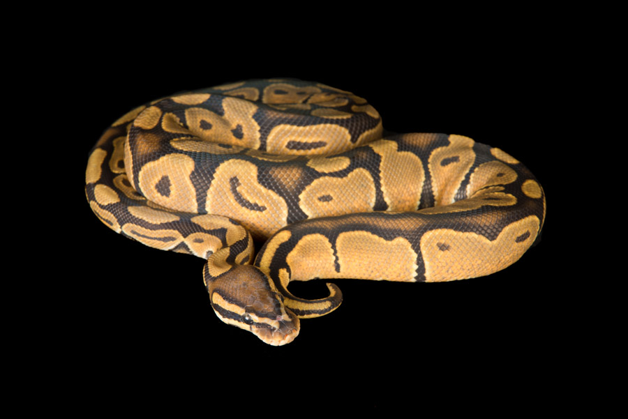 Superiorreptiles