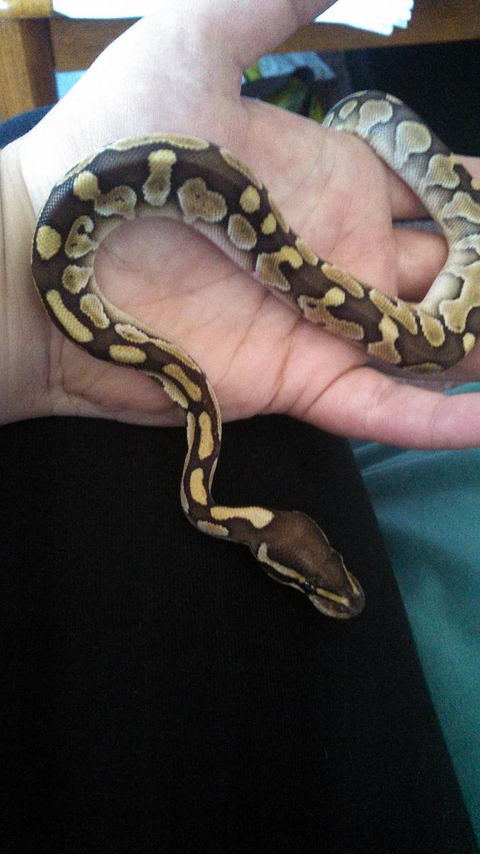 Wormy Oct. '13