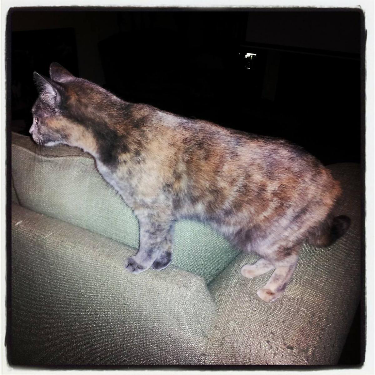 Miss Kitty